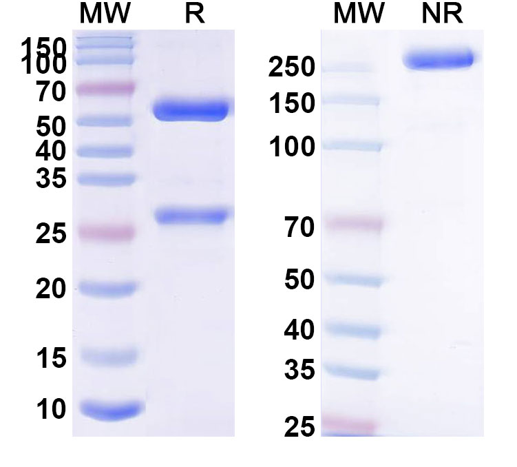 SDS-PAGE for Capromab Biosimilar - Anti-FOLH2 mAb - Research Grade