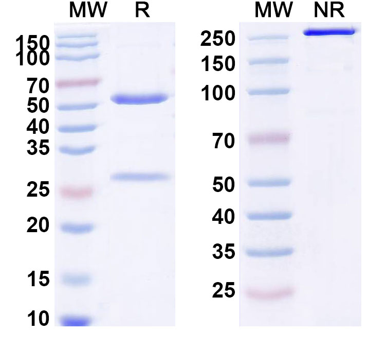 SDS-PAGE for Casdozokitug Biosimilar - Anti-p28 mAb - Research Grade