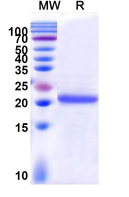 SDS-PAGE for Caspase-1(CASP1)