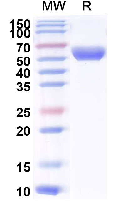 SDS-PAGE for Cat CD137/TNFRSF9/4-1BB Recombinant Protein, C-Fc