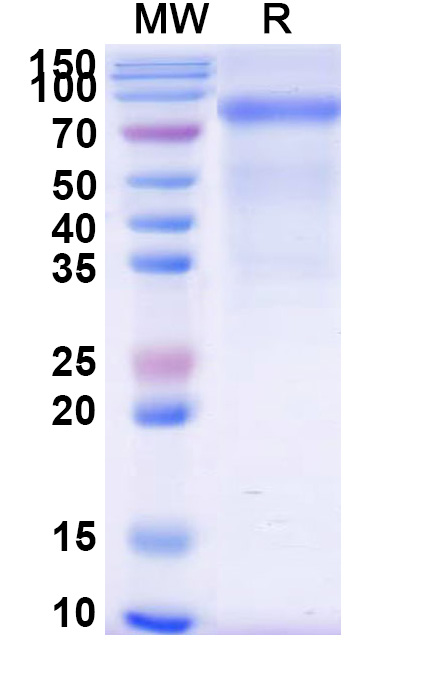 SDS-PAGE for CD158k / KIR3DL2, C-Fc, recombinant protein