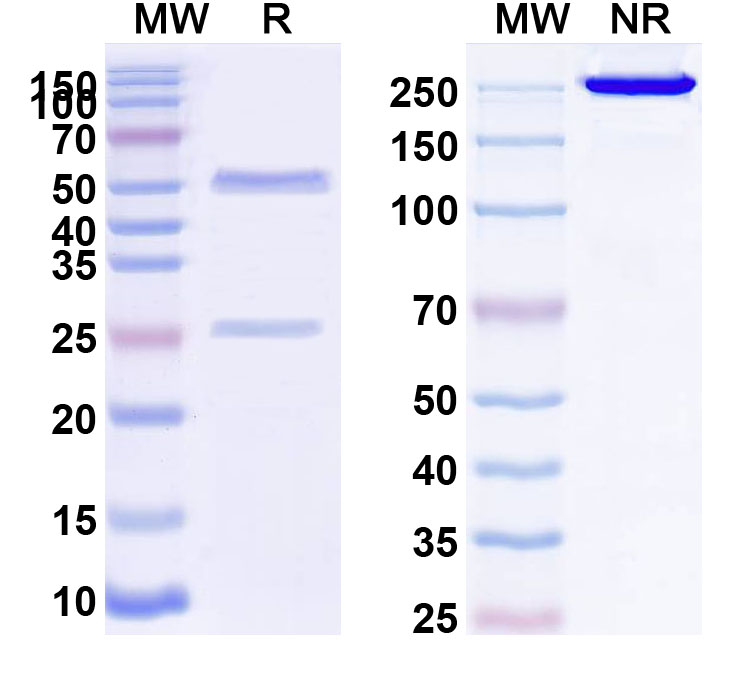 SDS-PAGE for CD274 / PD-L1 / B7-H1 Monoclonal Antibody 11F5