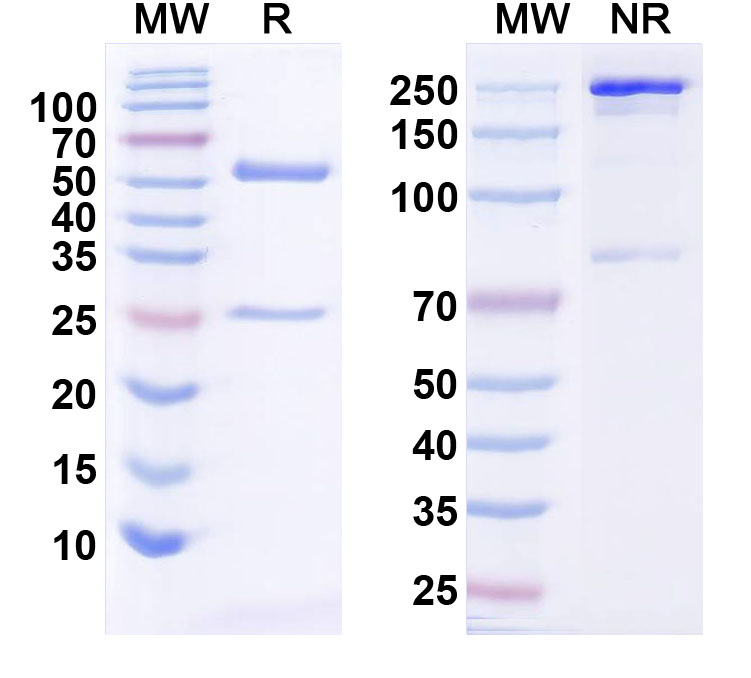 SDS-PAGE for CD274 / PD-L1 / B7-H1 Monoclonal Antibody 2C11
