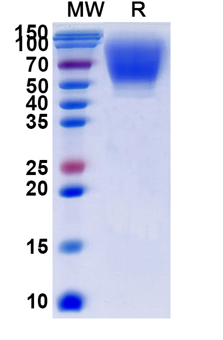 SDS-PAGE for CD66a recombinant protein