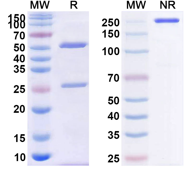 SDS-PAGE for CDP571 Biosimilar - Anti-TNFSF2; TNF alpha; TNFA mAb - Research Grade