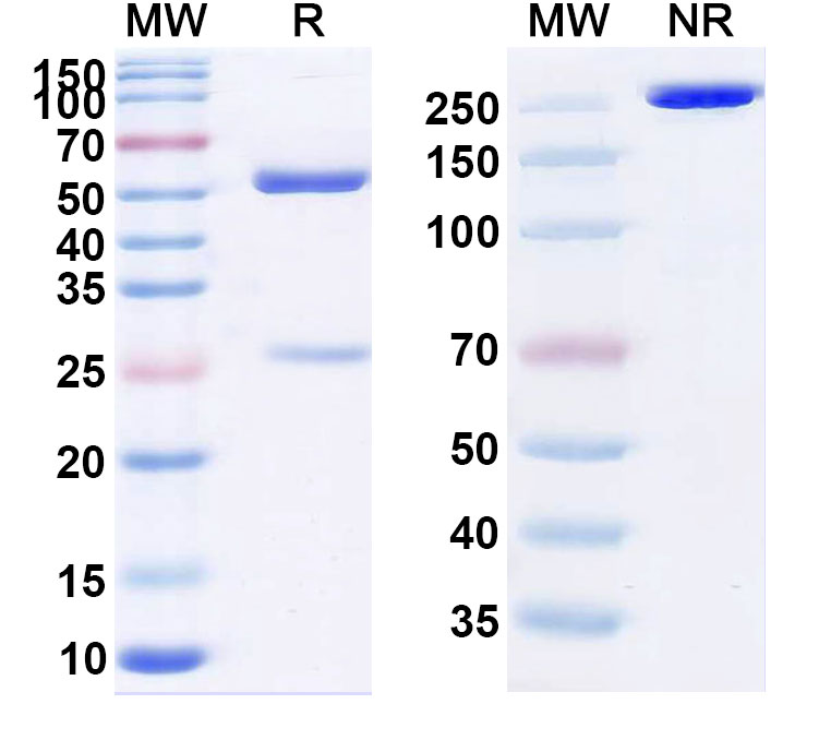 SDS-PAGE for Cedelizumab Biosimilar - Anti-CD4 mAb - Research Grade