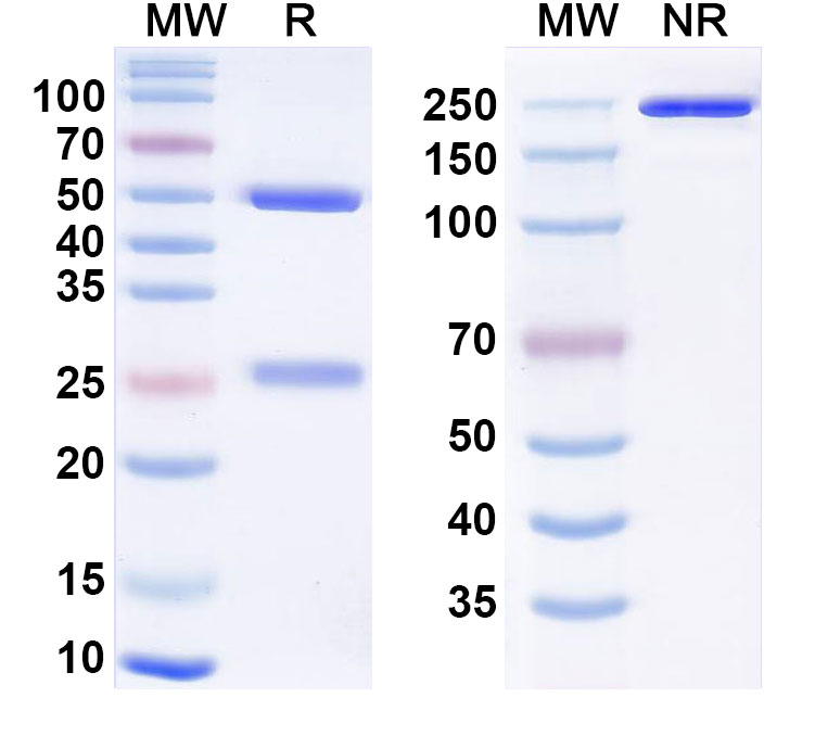 SDS-PAGE for Cenzestotug Biosimilar - Research Grade