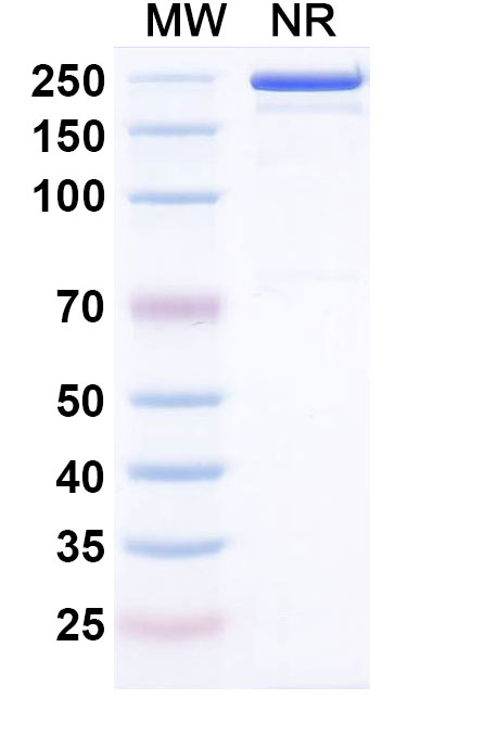 SDS-PAGE for Research Grade Cepeprubart