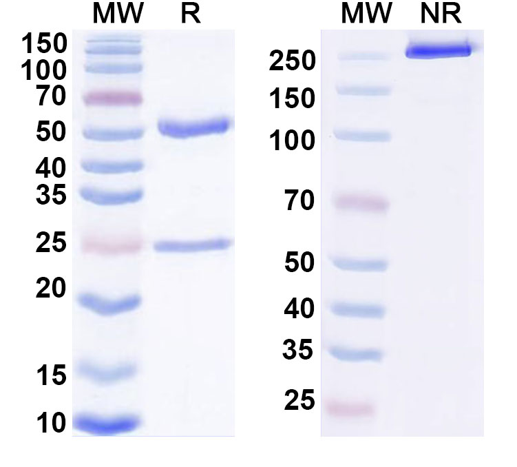 SDS-PAGE for Cevostamab Biosimilar - Anti-CD307e;FCRL5 and CD3E mAb - Research Grade