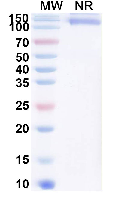 SDS-PAGE for Research Grade Cibotercept