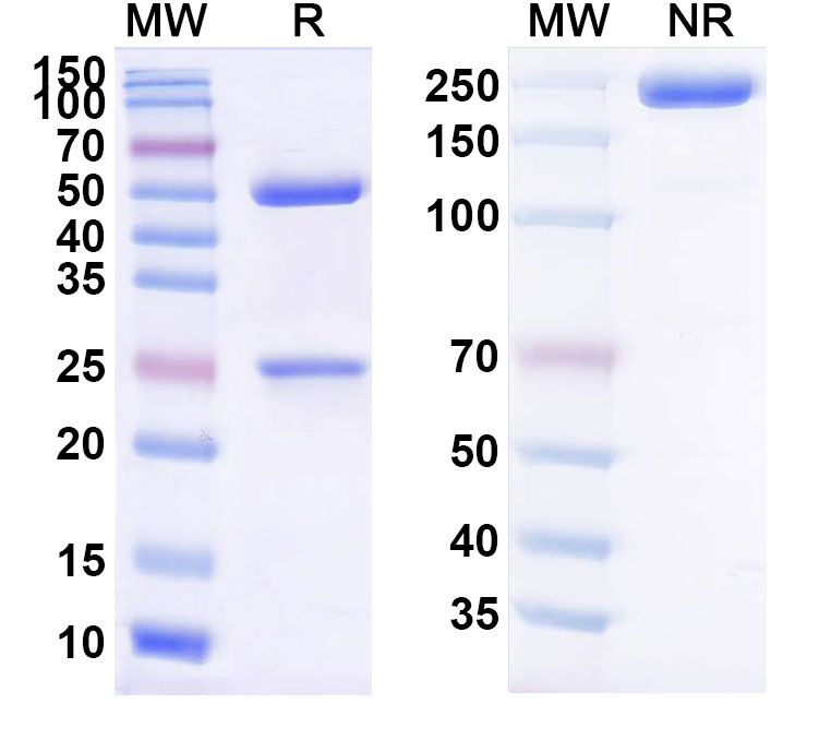 SDS-PAGE for Cifurtilimab Biosimilar - Anti-CD40 mAb - Research Grade