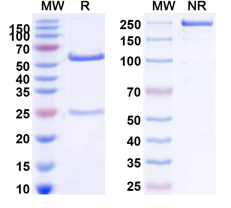 SDS-PAGE for Cilgavimab Biosimilar - Anti-RBD mAb - Research Grade