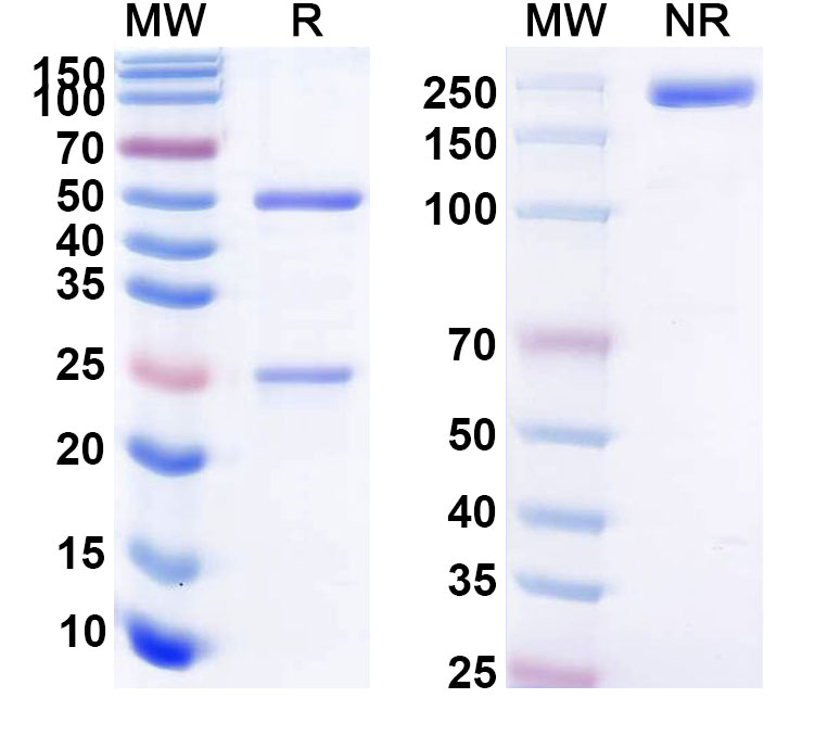 SDS-PAGE for Clenoliximab Biosimilar - Anti-CD4 mAb - Research Grade