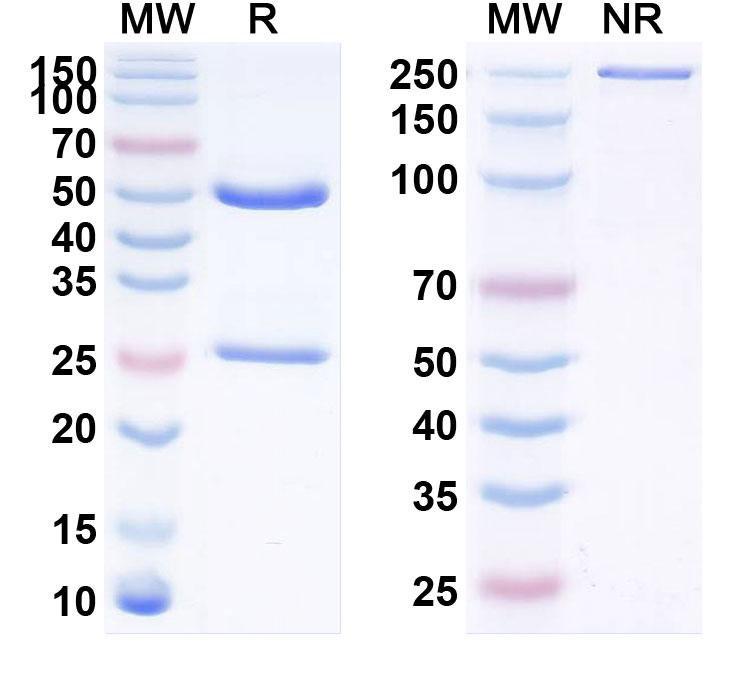 SDS-PAGE for Clivatuzumab Biosimilar - Anti-CD227;MUC1 mAb - Research Grade