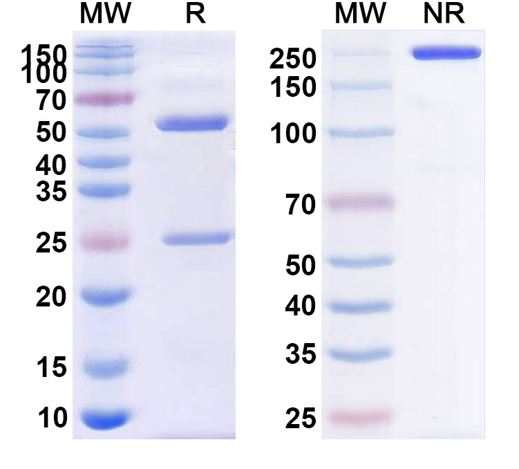 SDS-PAGE for Anti-Human CD227;MUC1 antibody (CMB-401) Biosimilar - Anti-CD227;MUC1 mAb - Research Grade