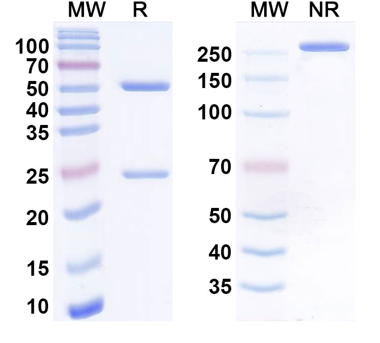 SDS-PAGE for Cofetuzumab Biosimilar - Anti-PTK7 mAb - Research Grade