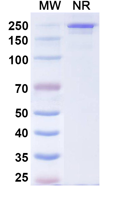 SDS-PAGE for Comekibart Biosimilar - Research Grade