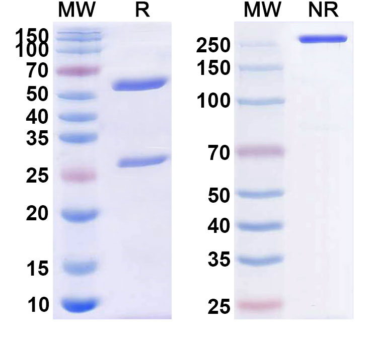SDS-PAGE for Conatumumab Biosimilar - Anti-TNFRSF10B; CD262 mAb - Research Grade