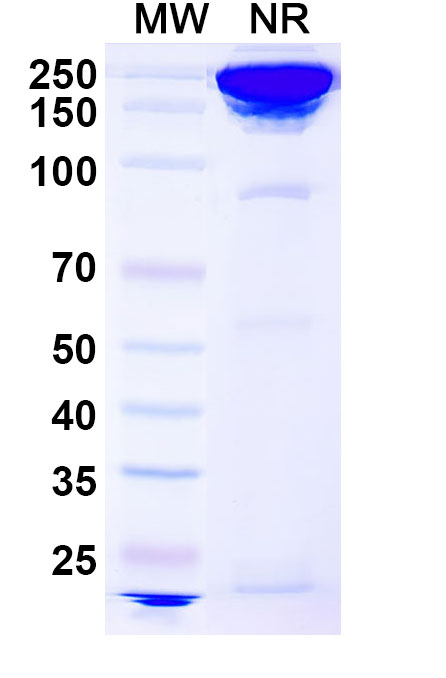 SDS-PAGE for Concizumab Biosimilar - Anti-TFPI mAb - Research Grade