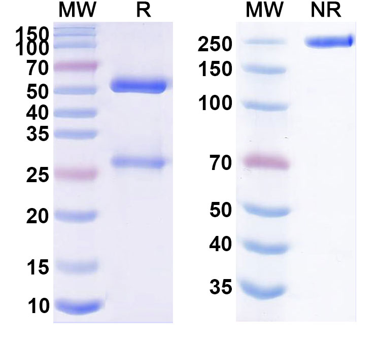 SDS-PAGE for Coprelotamab Biosimilar - Anti-ERBB2 mAb - Research Grade