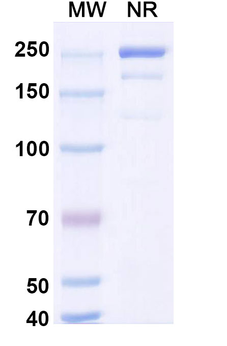 SDS-PAGE for Research Grade Coramitug