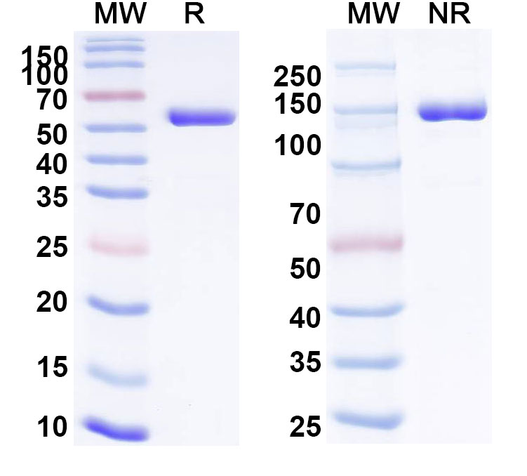 SDS-PAGE for Crefmirlimab Biosimilar - Anti-CD8A mAb - Research Grade