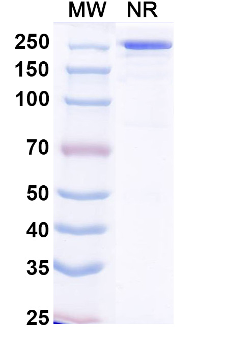 SDS-PAGE for Crexavibart Biosimilar - Anti-SARS-CoV-2 Spike RBD mAb - Research Grade