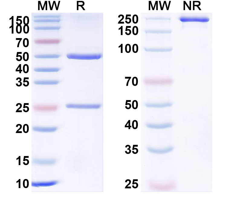 SDS-PAGE for Crizanlizumab Biosimilar - Anti-SELP mAb - Research Grade