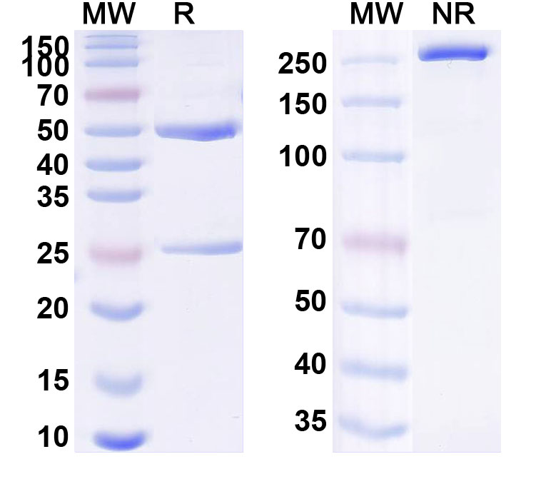 SDS-PAGE for Crotedumab Biosimilar - Anti-GCGR mAb - Research Grade