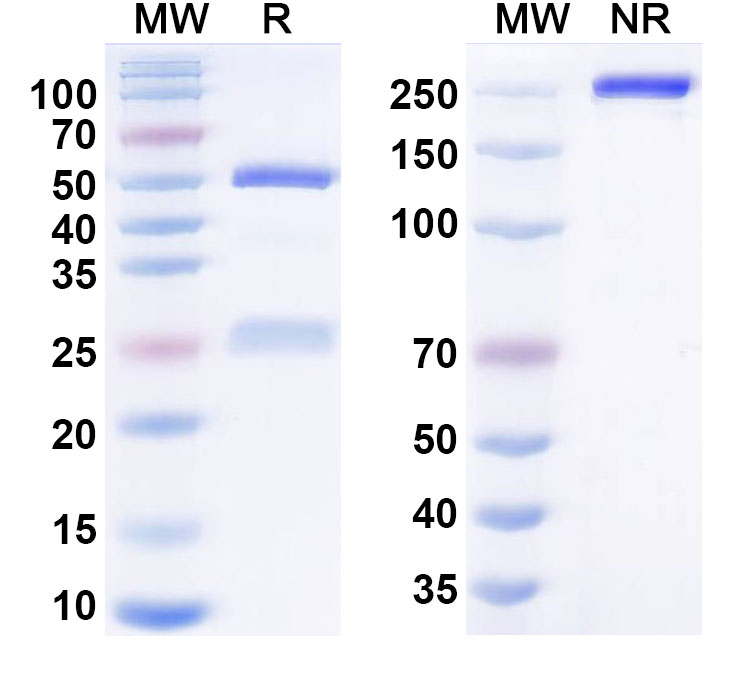 SDS-PAGE for Crusekitug Biosimilar - Research Grade