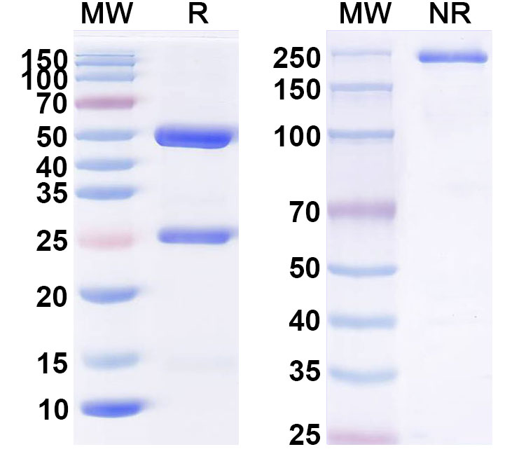 SDS-PAGE for cT84.66 Biosimilar - Anti-CD66e;CEA mAb - Research Grade