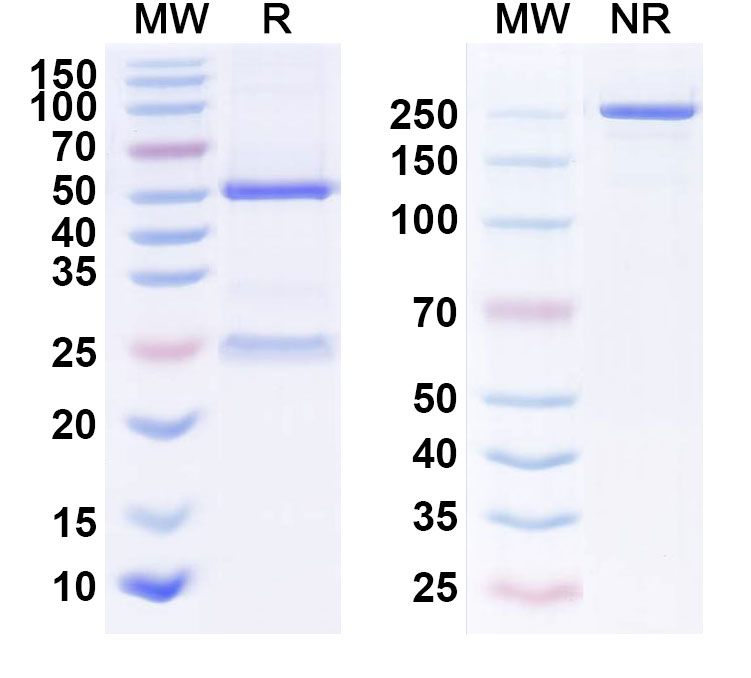 SDS-PAGE for CTGF / CCN2 Monoclonal Antibody 3B11