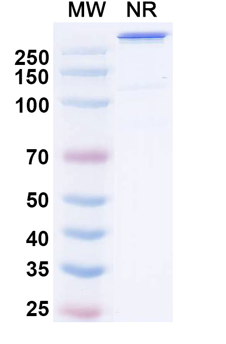 SDS-PAGE for Cugrastomig Biosimilar - Research Grade