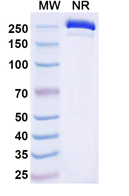 SDS-PAGE for Dafsolimab Biosimilar - Anti-CD3E mAb - Research Grade