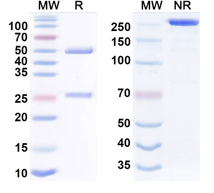 SDS-PAGE for Dalidnetug Biosimilar - Research Grade