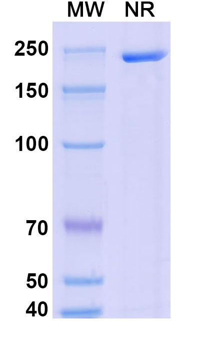 SDS-PAGE for Dalnicastobart Biosimilar - Anti-TNFRSF5 mAb - Research Grade