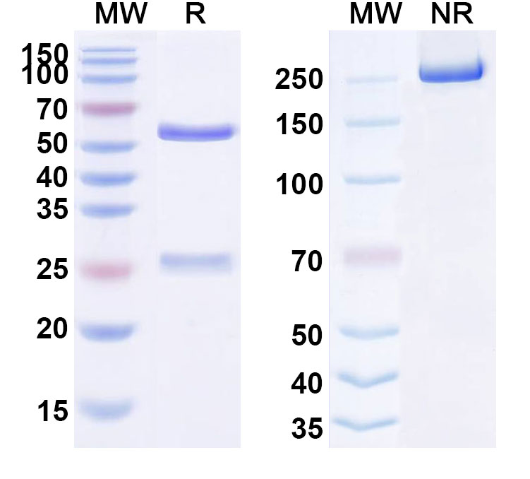 SDS-PAGE for Dalotuzumab Biosimilar - Anti-IGF1R, CD221 mAb - Research Grade