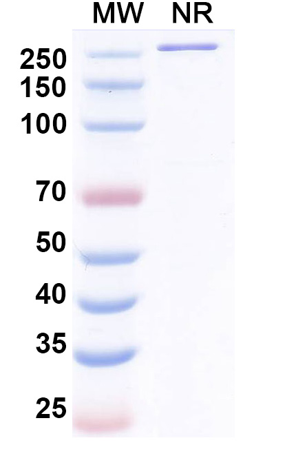 SDS-PAGE for Danburstotug Biosimilar - Anti-PD-L1 mAb - Research Grade