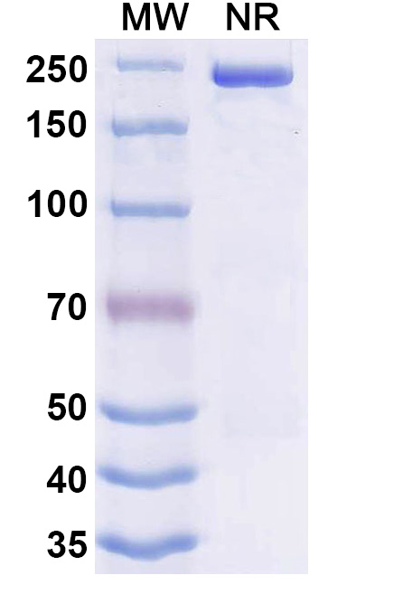 SDS-PAGE for Danvilostomig Biosimilar - Anti-PD1 and CTLA4 mAb - Research Grade