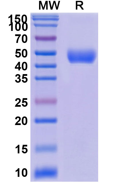 SDS-PAGE for Research Grade Davoceticept