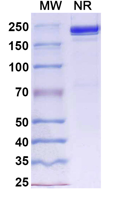 SDS-PAGE for Research Grade Davutamig