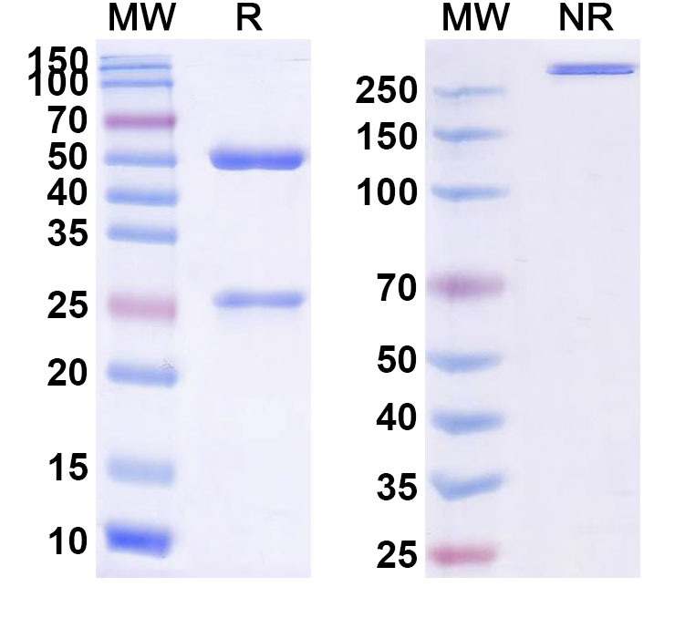 SDS-PAGE for Demupitamab Biosimilar - Anti-EGFR;ERBB1 mAb - Research Grade