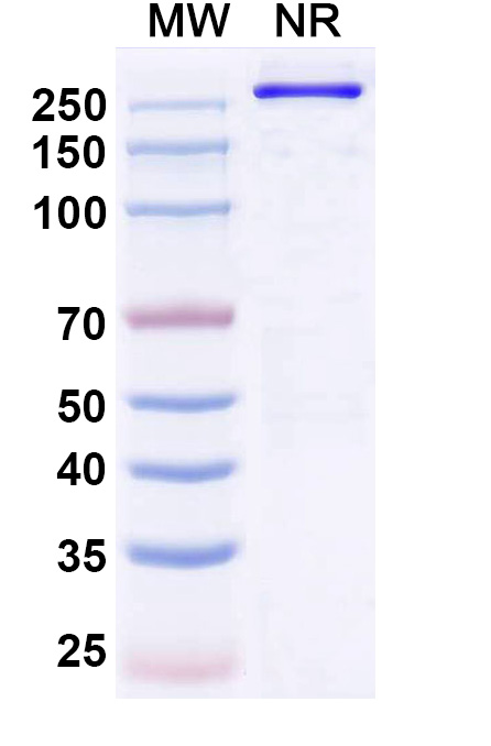 SDS-PAGE for Denikitug Biosimilar - Research Grade
