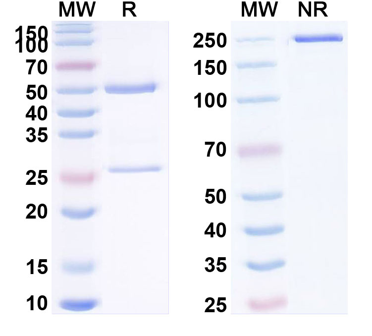 SDS-PAGE for Denintuzumab Biosimilar - Anti-CD19 mAb - Research Grade