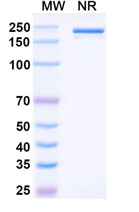SDS-PAGE for Denosumab Biosimilar - Anti-RANKL mAb - Research Grade