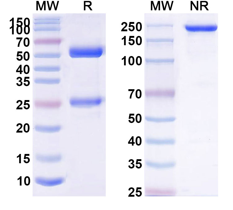 SDS-PAGE for Derlotuximab Biosimilar - Anti-DNA;histone (H1) complex mAb - Research Grade