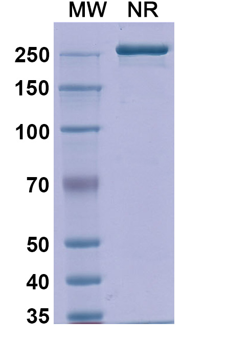 SDS-PAGE for Detumomab Biosimilar - Anti-CD20;MS4A1 mAb - Research Grade