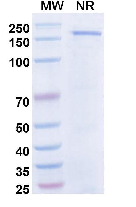 SDS-PAGE for Dibotatug Biosimilar - Research Grade