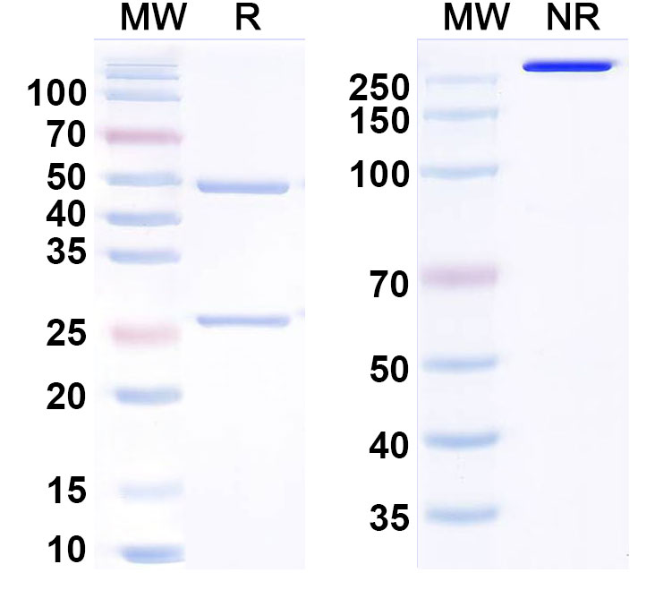 SDS-PAGE for Dilpacimab Biosimilar - Anti-DLL4 and VEGFA mAb - Research Grade