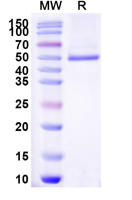 SDS-PAGE for Dog CD252 recombinant protein
